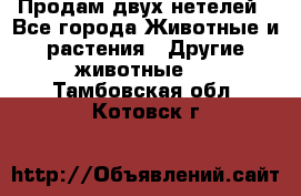 Продам двух нетелей - Все города Животные и растения » Другие животные   . Тамбовская обл.,Котовск г.